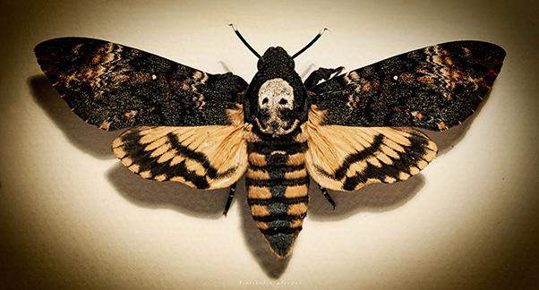 Acherontia atropos - Deaths Head Hawk Moth