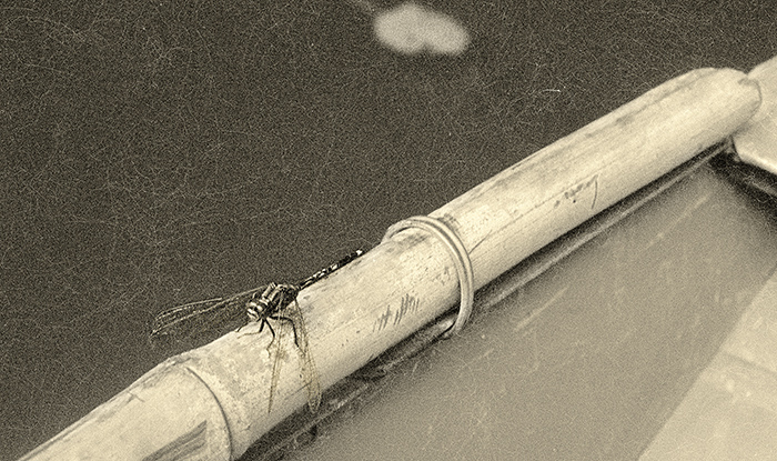 Dragonfly on bamboo boat. Tam Coc, Vietnam